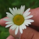 Leucanthemum vulgare Lam.Leucanthemum vulgare Lam.