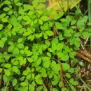 Ceratocapnos claviculata (L.) LidénCeratocapnos claviculata (L.) Lidén