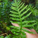 Polypodium cambricum L.Polypodium cambricum L.