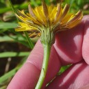 Hypochaeris radicata L.Hypochaeris radicata L.