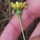 Leontodon saxatilis Lam.Leontodon saxatilis Lam.