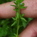 Veronica arvensis L.Veronica arvensis L.