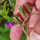 Vicia sativa L. subsp. nigra Ehrh.Vicia sativa L. subsp. nigra Ehrh.