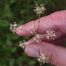 Peucedanum lancifolium LangePeucedanum lancifolium Lange