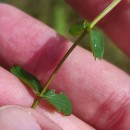 Hypericum undulatum Schousb. ex Willd.Hypericum undulatum Schousb. ex Willd.