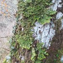 Lobaria pulmonaria (L.) Hoffm. 1796Lobaria pulmonaria (L.) Hoffm. 1796
