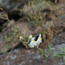 Antirrhinum graniticum Rothm.Antirrhinum graniticum Rothm.