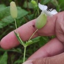 Silene uniflora RothSilene uniflora Roth