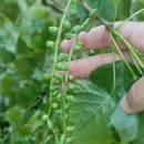 Populus x canadensis MoenchPopulus x canadensis Moench