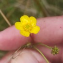 Ranunculus flammula L.Ranunculus flammula L.