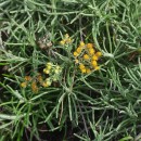 Helichrysum serotinum Boiss. subsp. picardii (Boiss. & Reut.) Galbany, L.Sáez & BenedíHelichrysum serotinum Boiss. subsp. picardii (Boiss. & Reut.) Galbany, L.Sáez & Benedí