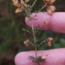 Erica cinerea L.Erica cinerea L.