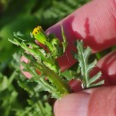 Senecio vulgaris L.Senecio vulgaris L.