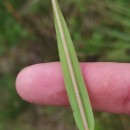 Linkagrostis juressi (Link) Romero García, Blanca & C. MoralesLinkagrostis juressi (Link) Romero García, Blanca & C. Morales