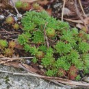 Sedum hirsutum All.Sedum hirsutum All.