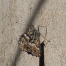 Hipparchia semele (Linnaeus, 1758)Hipparchia semele (Linnaeus, 1758)