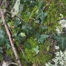 Hedera hibernica (G. Kirchn.) Bean‹Hedera hibernica (G. Kirchn.) Bean‹