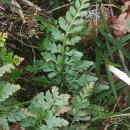 Asplenium adiantum-nigrum  L.Asplenium adiantum-nigrum  L.