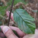 Frangula alnus Mill.Frangula alnus Mill.