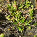 Sagina procumbens L.Sagina procumbens L.
