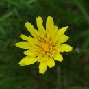 Scorzonera humilis L.Scorzonera humilis L.