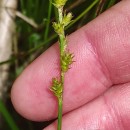 Carex echinata MurrayCarex echinata Murray