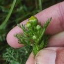 Matricaria discoidea DC.Matricaria discoidea DC.