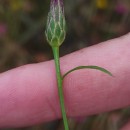 Serratula tinctoria L. subsp. tinctoriaSerratula tinctoria L. subsp. tinctoria