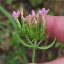 Centaurium erythraea  RafnCentaurium erythraea  Rafn