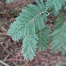 Acacia dealbata LinkAcacia dealbata Link