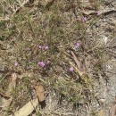 Spergularia rubra (L.) J. & C. PreslSpergularia rubra (L.) J. & C. Presl