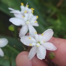 Simethis mattiazzii (Vand.) Sacc.Simethis mattiazzii (Vand.) Sacc.