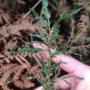 Genista tridentata L. subsp. cantabrica (Spach) NymanGenista tridentata L. subsp. cantabrica (Spach) Nyman