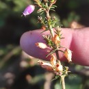 Erica cinerea L.Erica cinerea L.