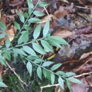 Ruscus aculeatus L.Ruscus aculeatus L.