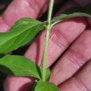 Epilobium obscurum Schreb.Epilobium obscurum Schreb.