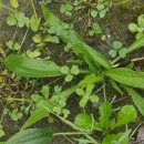 Plantago lanceolata L.Plantago lanceolata L.