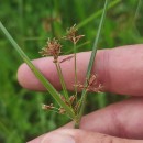 Cyperus longus L.Cyperus longus L.