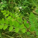 Robinia pseudoacacia L.Robinia pseudoacacia L.