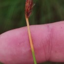 Eleocharis multicaulis (Sm.) Desv.Eleocharis multicaulis (Sm.) Desv.