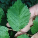 Ulmus glabra Huds.Ulmus glabra Huds.