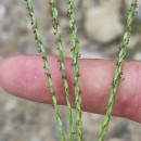 Digitaria sanguinalis (L.) Scop.Digitaria sanguinalis (L.) Scop.