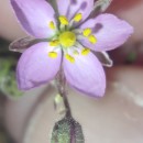 Spergularia rubra (L.) J. & C. PreslSpergularia rubra (L.) J. & C. Presl