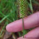 Setaria pumila (Poir.) Schult.Setaria pumila (Poir.) Schult.