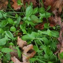 Rumex acetosella  L.Rumex acetosella  L.