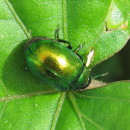 Chrysolina herbacea (Duftschmid, 1825)Chrysolina herbacea (Duftschmid, 1825)