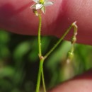 Spergula arvensis L.Spergula arvensis L.