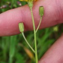 Crepis capillaris (L.) Wallr.Crepis capillaris (L.) Wallr.