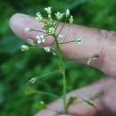 Capsella bursa-pastoris (L.) Medik.Capsella bursa-pastoris (L.) Medik.