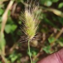 Cynosurus echinatus L.Cynosurus echinatus L.